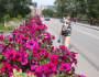Zenica-mostovi-cvijece