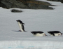 antartik-pingvini