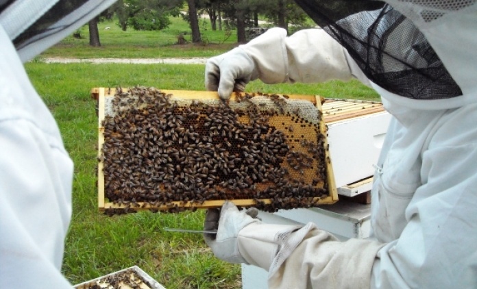 EU zabranila upotrebu pesticida štetnih za pčele