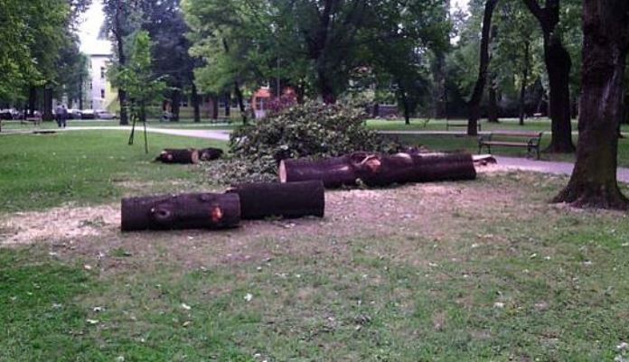 Poznat razlog zašto su posječena stabla u Centralnom gradskom parku u Zenici