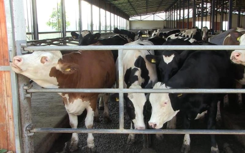 Dok domaće farme propadaju, BiH uvozi sve više živih životinja