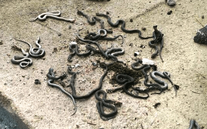 U Njemačkoj otkrivena farma sa 110 opasnih zmija