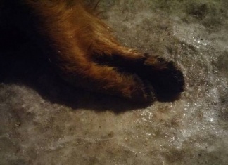 Udruženje Šapa o trovanju pasa u Zenici