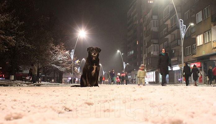 Grad Zenica građanima duguje 1,5 miliona KM zbog ujeda pasa