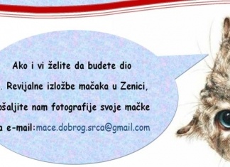 Krajem februara izložba mačaka u Zenici