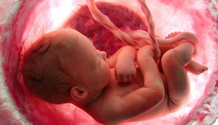 VIDEO: Razvoj bebe u trbuhu, od začeća do rođenja