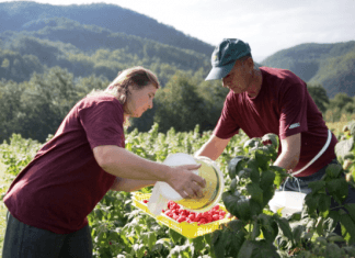 Isplaćeno 1,5 miliona KM poticaja poljoprivrednicima iz budžeta ZDK
