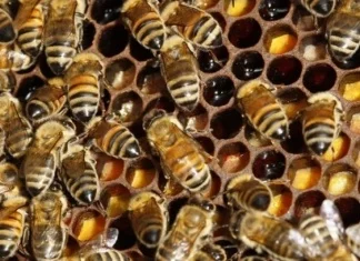 Klimatske promjene prijete opstanku divljih pčela