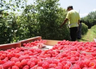 Sezona malina u ZDK: Suša, manje roda, ali ostvarena stabilnost
