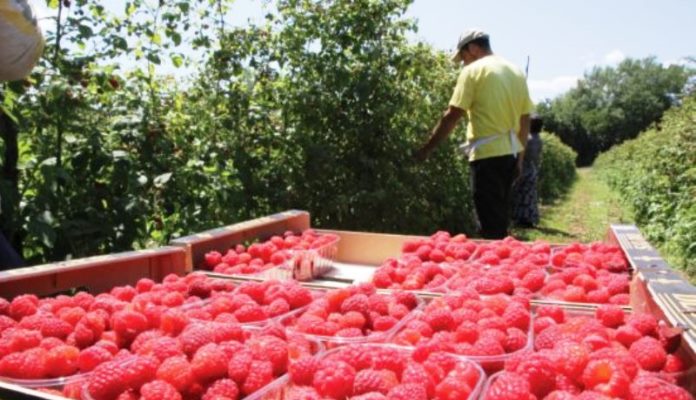 Podravka će otkupljivati maline od žepačkih malinara