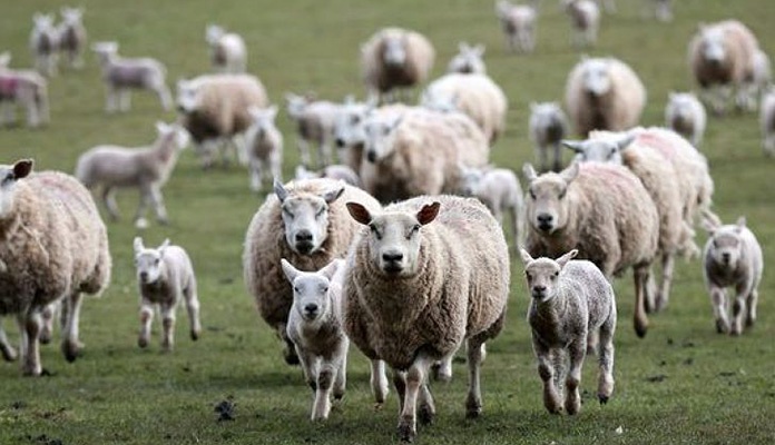 Ovce pojele farmeru 100 kilograma marihuane: “Vidio sam da se čudno ponašaju”