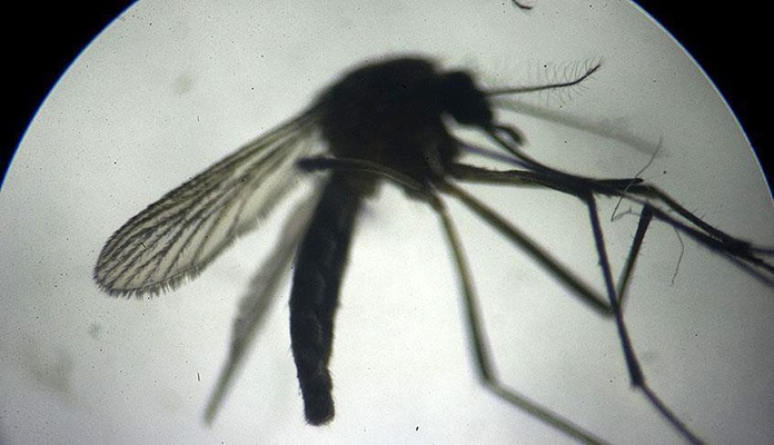 Preko 600 osoba na Filipinima umrlo od virusa koji se prenosi ubodom komarca