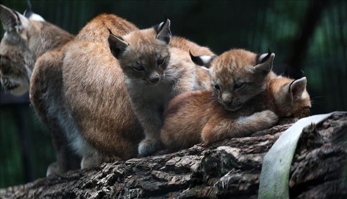 Zoološki vrt Novosibirsk bogatiji za troje mladunčadi risa