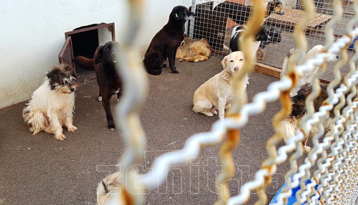 Nova firma preuzela brigu o napuštenim psima u Zenici