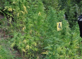 U Tišini kod Zenice pronađeni zasadi konoplje