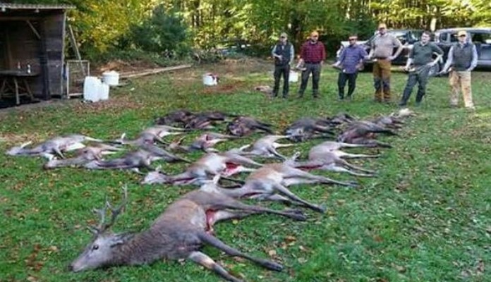 Izmišljeni pokolj jelena u Bosni uznemirio građane