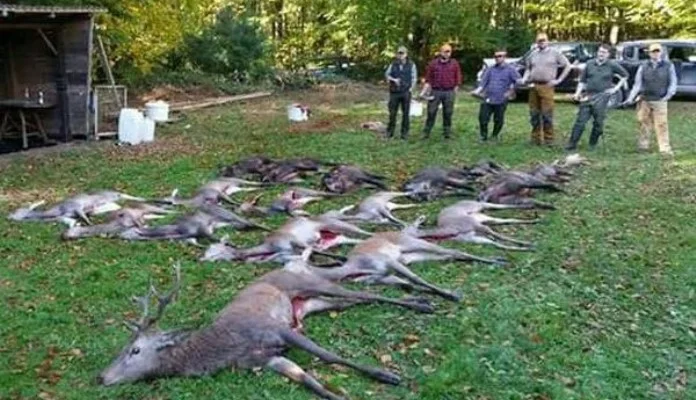 Izmišljeni pokolj jelena u Bosni uznemirio građane