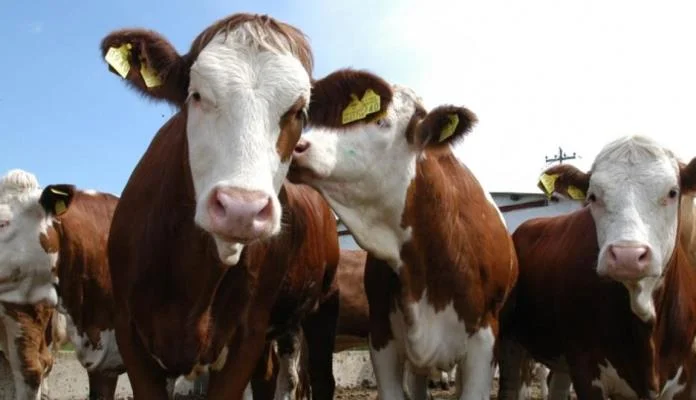 U petak podjela junica u Nemili, uskoro podjela i radnih mašina
