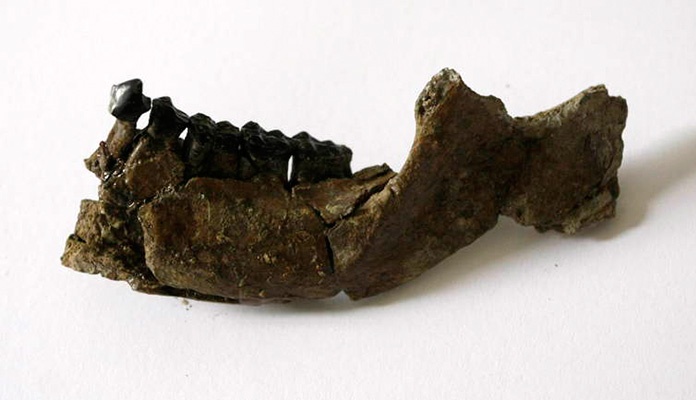 Otkrivene najstarije kosti savremenog čovjeka