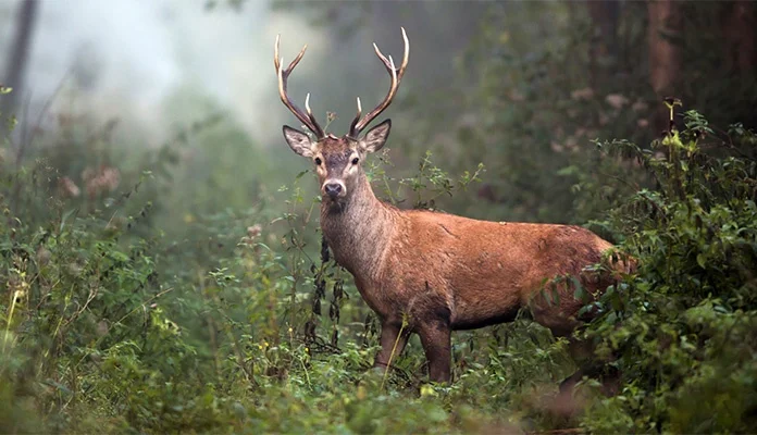 Pojavila se bolest zombi jelena