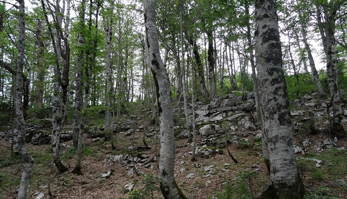 U FBiH smanjenje proizvodnje i prodaje šumskih sortimenata