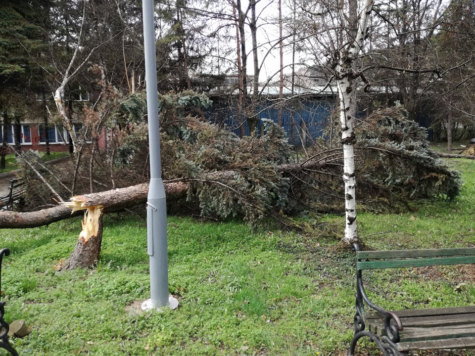 Jak vjetar u Zenici oborio dva stabla uz GGM (FOTO)