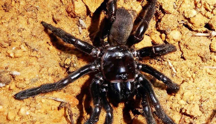 Najstariji pauk na svijetu uginuo od uboda ose