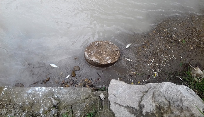 Ekološki incident u donjem toku Babine rijeke (VIDEO)