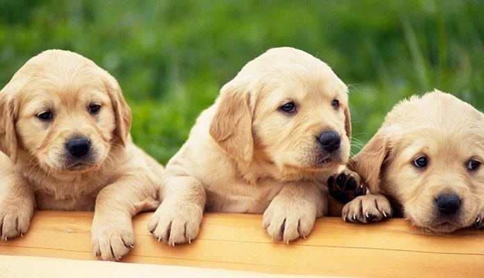 Šta ako vam umre kućni ljubimac, znate li gdje ga možete pokopati?