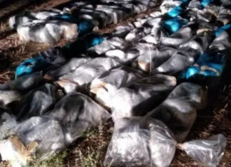 SIPA u Neumu zaplijenila više od 660 kilograma opojne droge