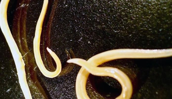 Oživjeli crvi zamrznuti prije više od 15.000 godina