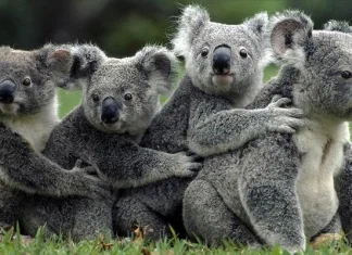 Koale bi u Australiji mogle izumrijeti do 2050.