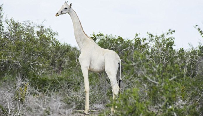 Nevjerovatna rijetkost: Prvi put u historiji snimljene bijele žirafe