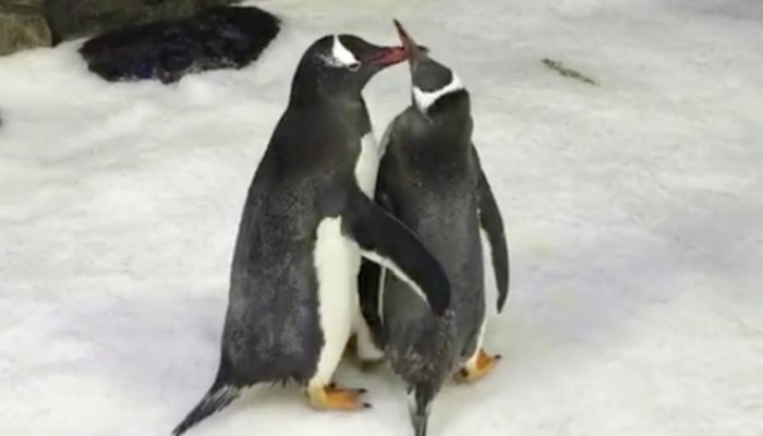 Gej pingvini usvojili napušteno jaje
