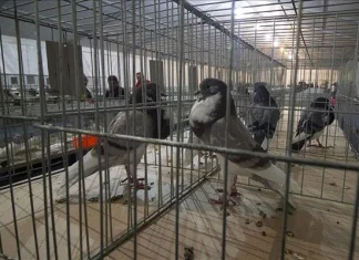 U Zenici otvorena 33. Međugradska izložba ptica i sitnih životinja