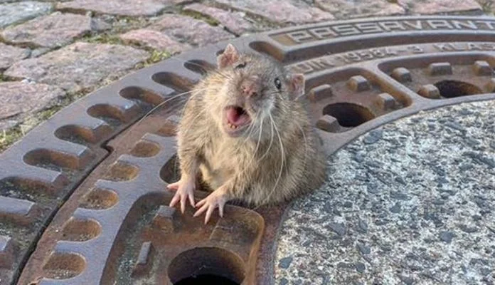 Čak osam vatrogasaca spašavalo štakora (VIDEO)