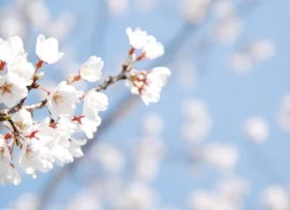 Kakvo će biti proljeće ove godine u BiH?