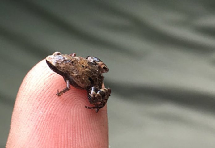 Imenovano pet novih vrsta žaba pronađenih diljem Madagaskara