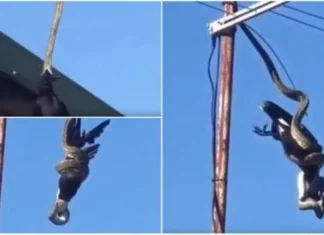 Bizaran lov pitona na krovu kuće (VIDEO)