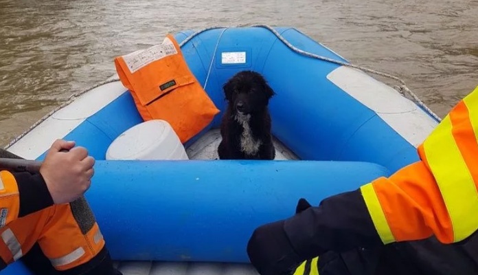 Pripadnici Civilne zaštite FBiH spasili psa iz rijeke Bosne kod Zenice