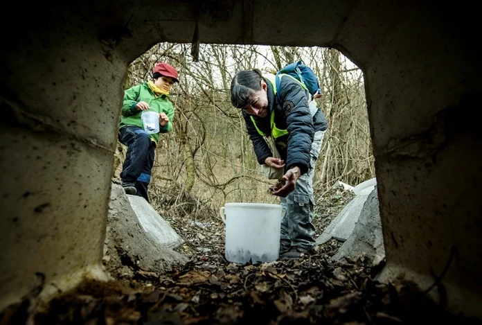 Gradska uprava Beča omogućava najvišu zaštitu vodozemaca