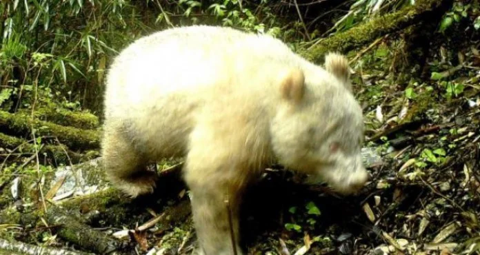 Albino panda snimljena kako luta divljinama Kine (VIDEO)