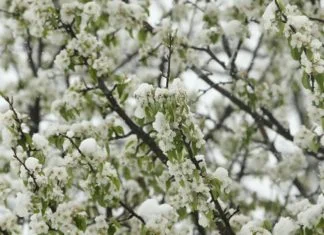 Hladan zrak s Arktika donijet će snijeg u nizijama i novi mraz u BiH