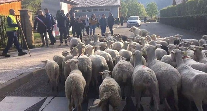 Francuzi u školu upisali ovce jer imaju premalo učenika