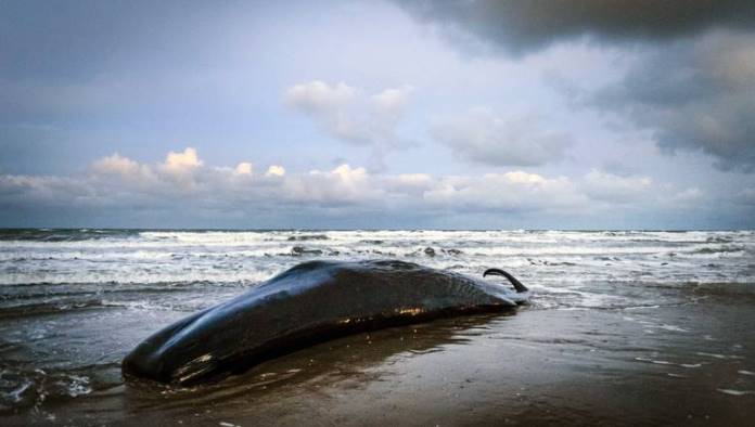 Uginuli kit sa stomakom punim plastike pronađen na plaži na Siciliji