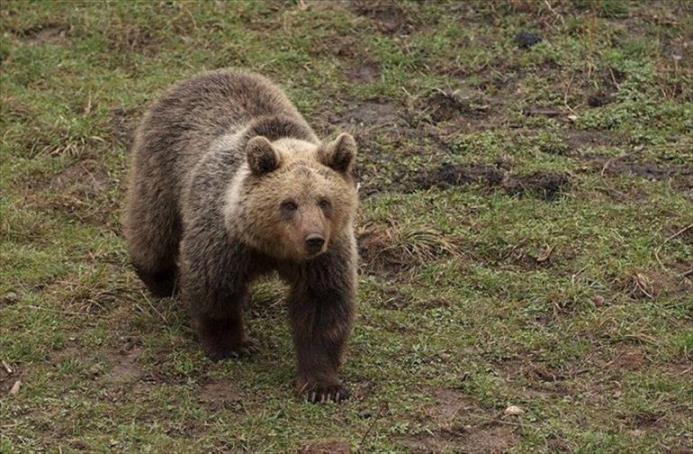 Na Vlašiću medvjed napao pastira