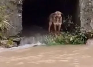 Pogledajte spašavanje psa od strane vatrogasaca iz nabujale Lašve (VIDEO)