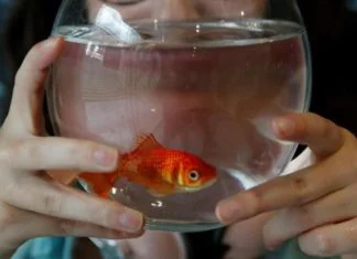 Nikad ne puštajte zlatnu ribicu u okoliš – izazvat će katastrofu (VIDEO)