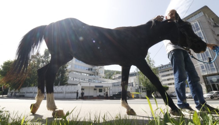 Potkovan konj Milan ispred OHR-a u Sarajevu