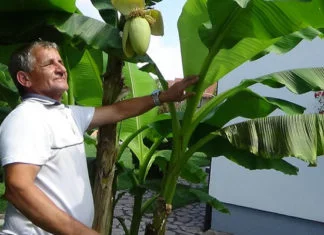 Banana rodila usred Sanskog Mosta
